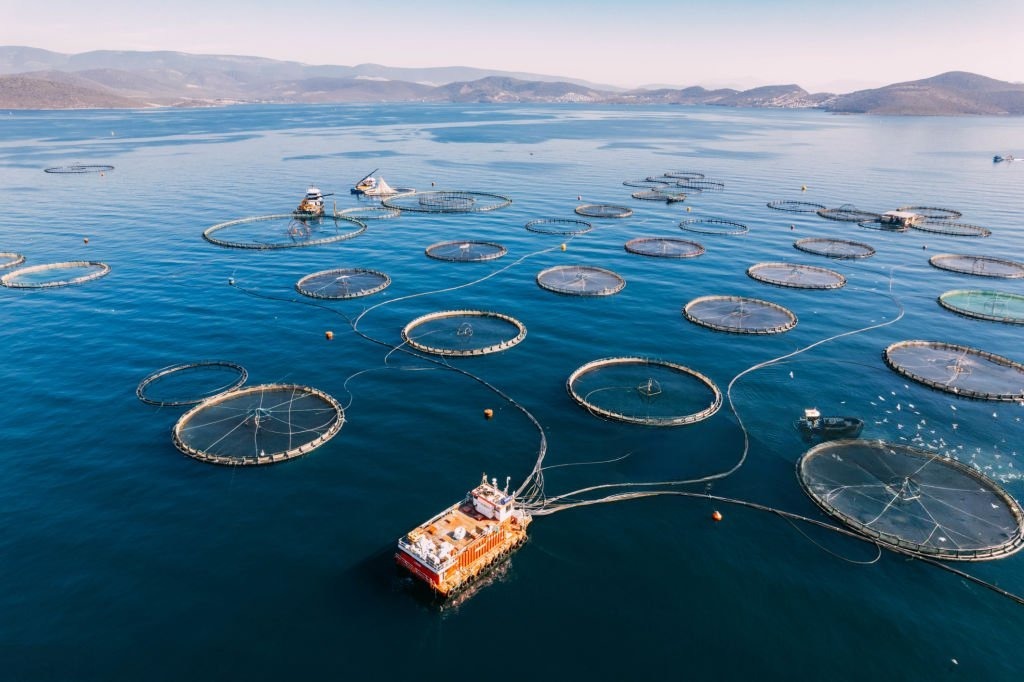 DeWatermark.ai_1749817393131 Fish Farming