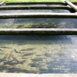 Fish Farming