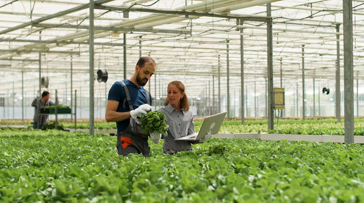 Hydroponic Farming 2
